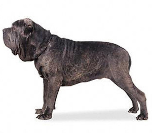 The Neapolitan Mastiff is steady and loyal to his owner, not aggressive or apt to bite without reaso