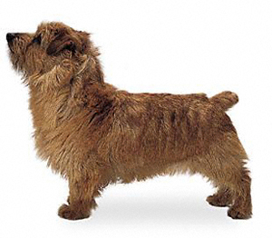 norfolk_terrier