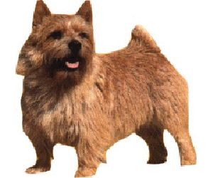 norwich_terrier