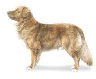 nova scotia duck tolling retriever