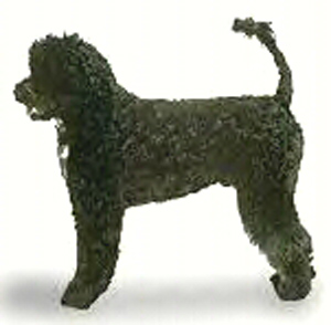 The Portuguese Water Dog is a swimmer and diver 