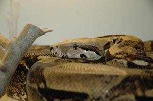 7 FT Boa 7 FT Boa