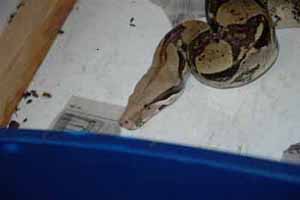 red tail boa red tail boa