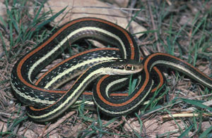 ribbon snake ribbon snake