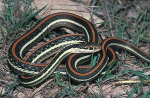 ribbon snake