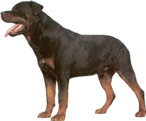 The Rottweiler is basically a calm, confident and courageous dog