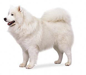 The Samoyed, being essentially is a working dog,