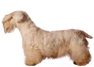 sealyham terrier sealyham terrirer