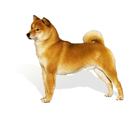 Shiba Inu