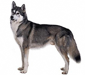 The characteristic temperament of the Siberian Husky is friendly and gentle