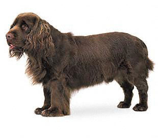 sussex spaniel