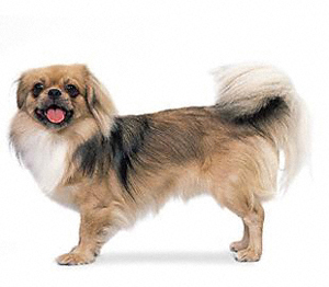 tibetan_spaniel