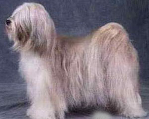 tibetan_terrier