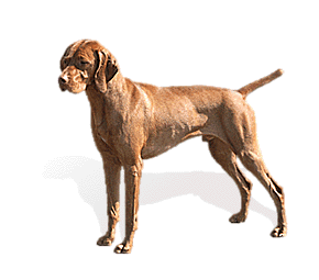 vizsla is a strong smooth muscular dog