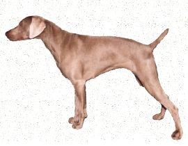 weimaraner