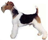 The Terrier should be alert, quick of movement, keen of expression, on the tip-toe of expectation at