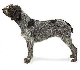 wirehaired pointing griffon depiction