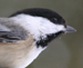 Black capped Chickadee thumb