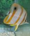 Copperband Butterflyfish thumbnail