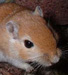 Gerbil thumbnail