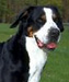 Greater Swiss Mountain Dog thumbnail