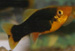 Parrot Platy thumb