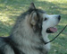 alaskan malamute thumbnail