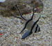 banggai cardinalfish thumbnail