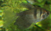 black tetra thumbnail