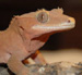 crested gecko thumbnail