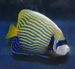 emperor angelfish thumbnail