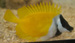 foxface rabbitfish thumbnail