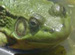 green frog thumbnail