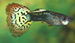 guppy thumbnail