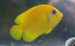 lemonpeel angelfish thumbnail