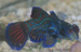 mandarinfish thumb