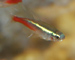 neon tetra thumb