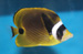 raccoon butterflyfish thumb