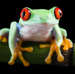 Red Eyed Tree frog