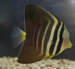 sailfin tang thumbnail