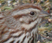 song sparrow thumb