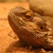 Bearded Dragon Information