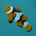 True Percula Clownfish