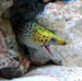 yellow headed morey eel thumbnail